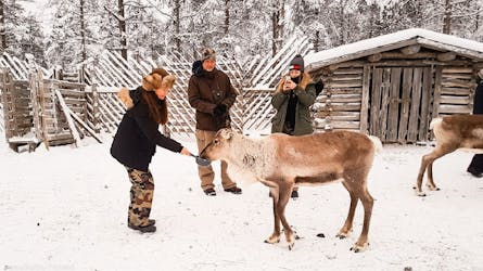 Wilderness lunch safari – 2 hour Reindeer safari with soup lunch